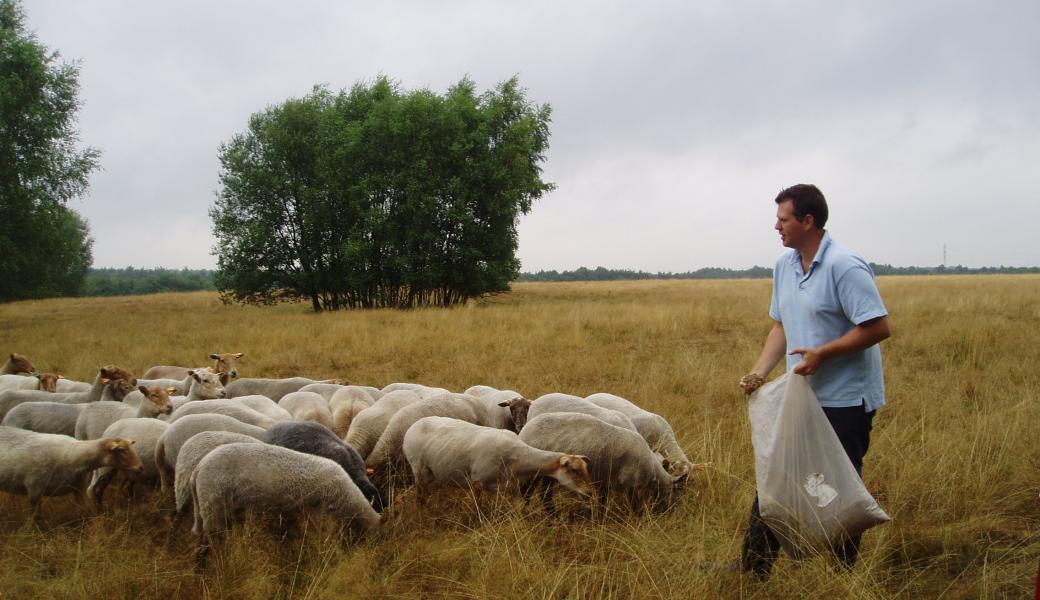 schapen met herder
