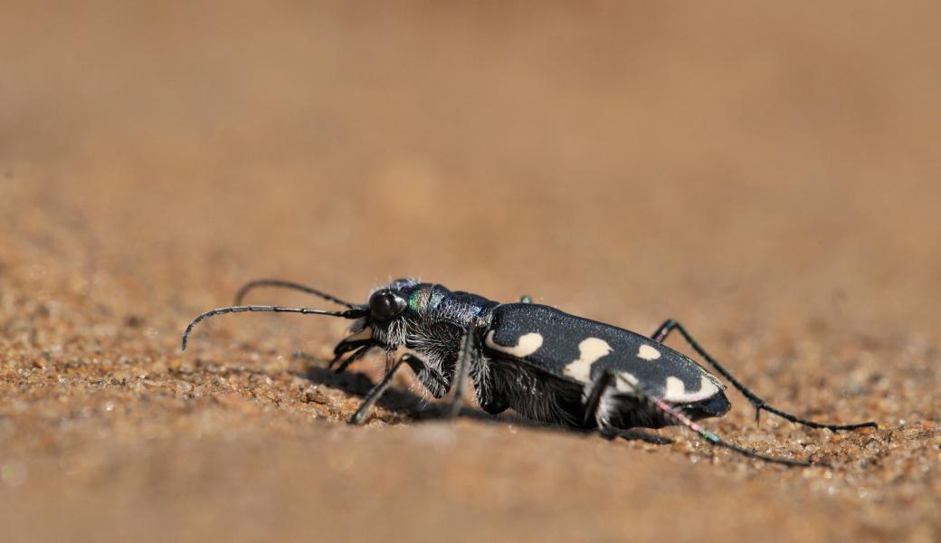 Natuurbeeld zonder beschrijving