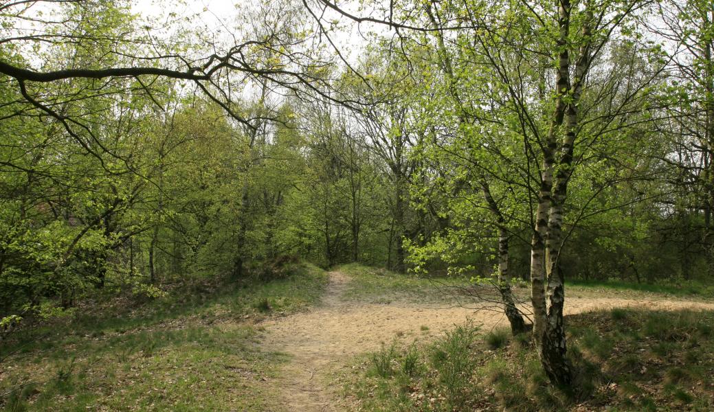 Natuurbeeld zonder beschrijving