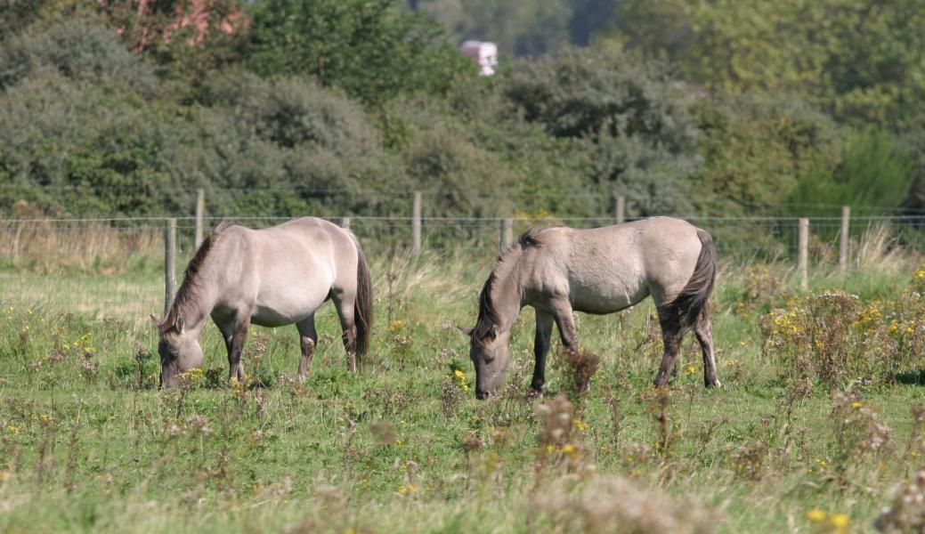 2 grazende konikpaarden