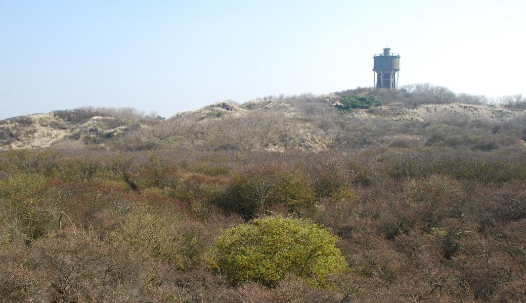 struweel met op de achtergrond de watertoren