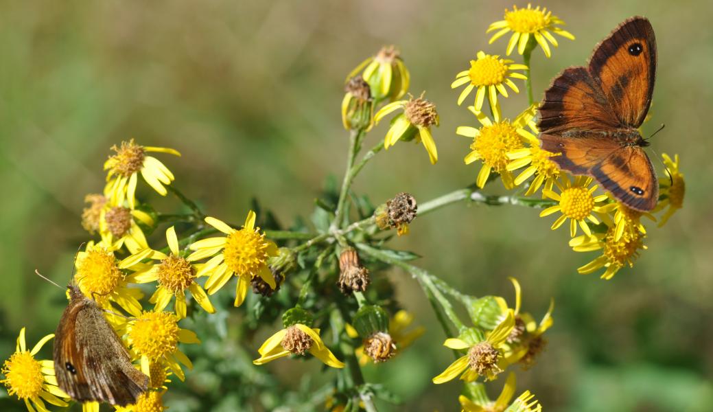 Vlinder in Duivelskuil