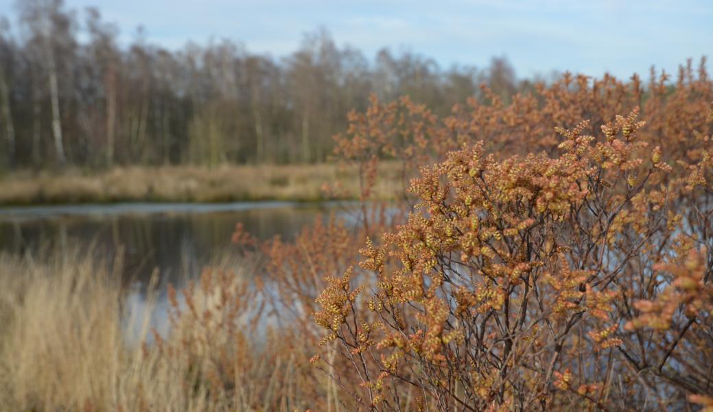 gagel in de Duivelskuil