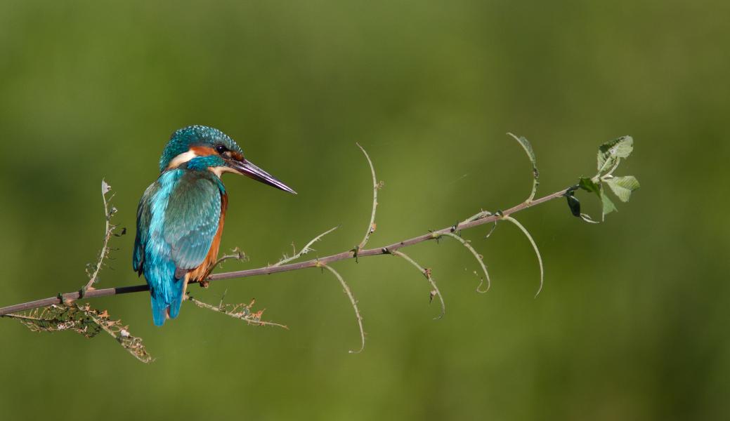 ijsvogel