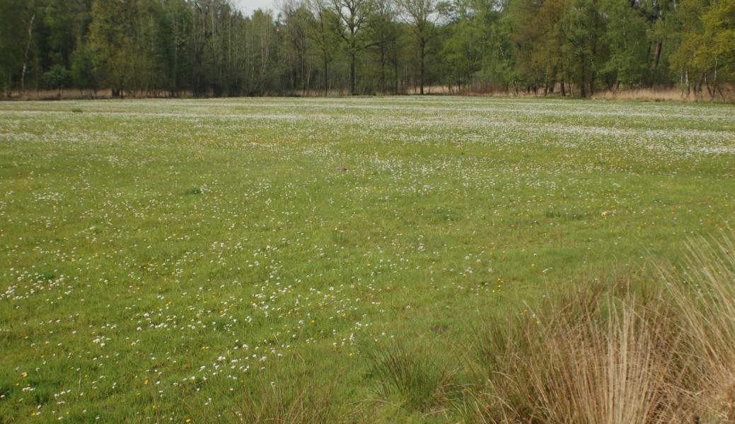 Graslandschap in Elsakker
