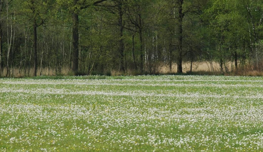 Graslandschap in Elsakker