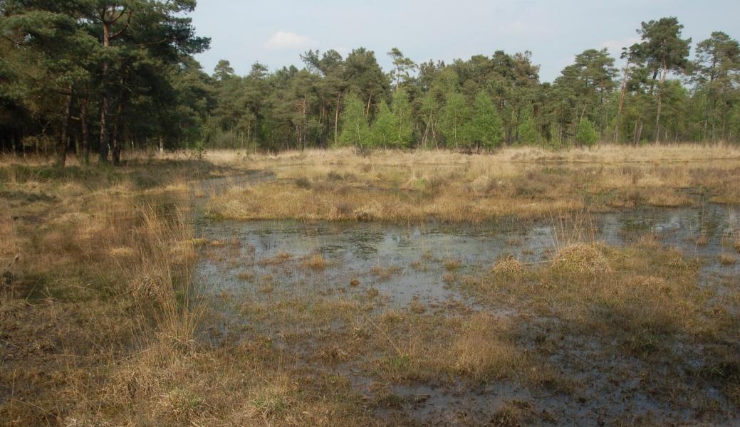 heidelandschap
