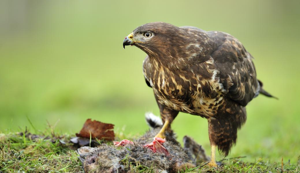 buizerd