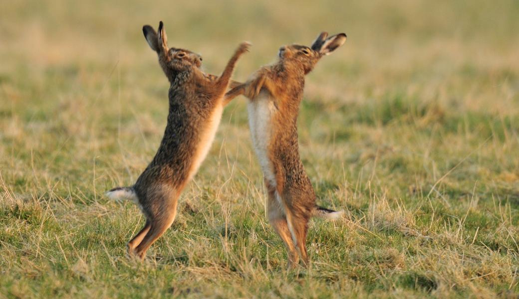 Natuurbeeld zonder beschrijving
