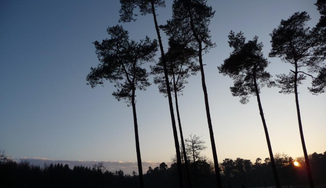 hoge bomen bij ondergaande zon