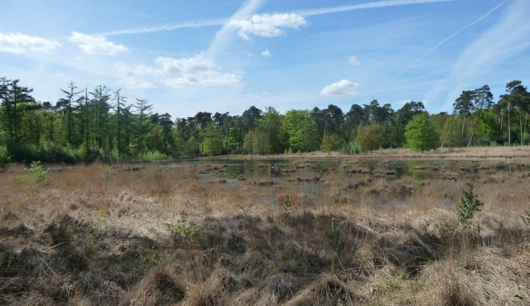 zicht op de natte heide
