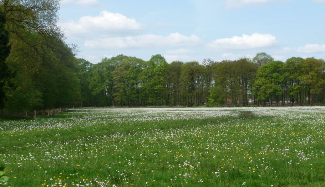 bloemenweide in het bos