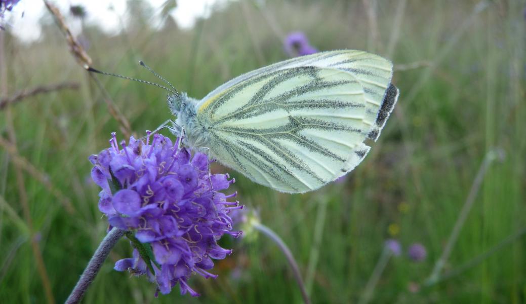 vlinder op bloem