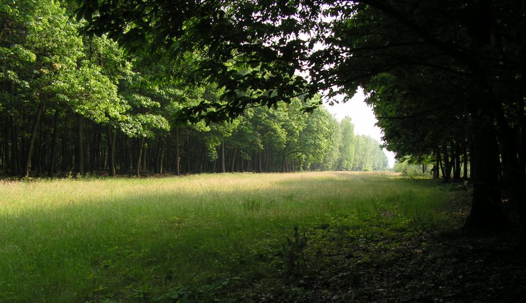 zicht op het bos