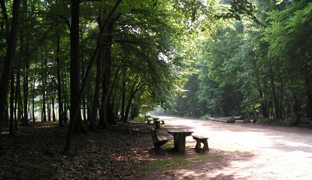 picknickbanken in het bos 