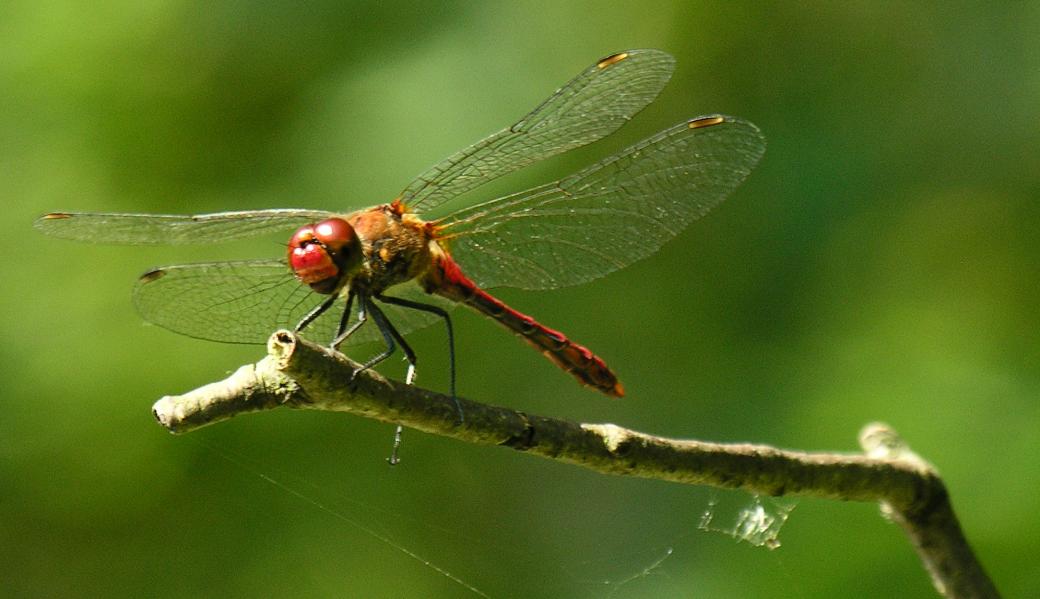 bloedrode heidelibel 