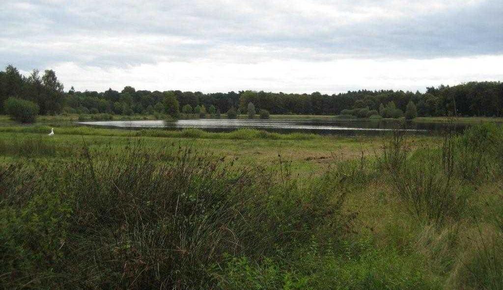 Grotenhout