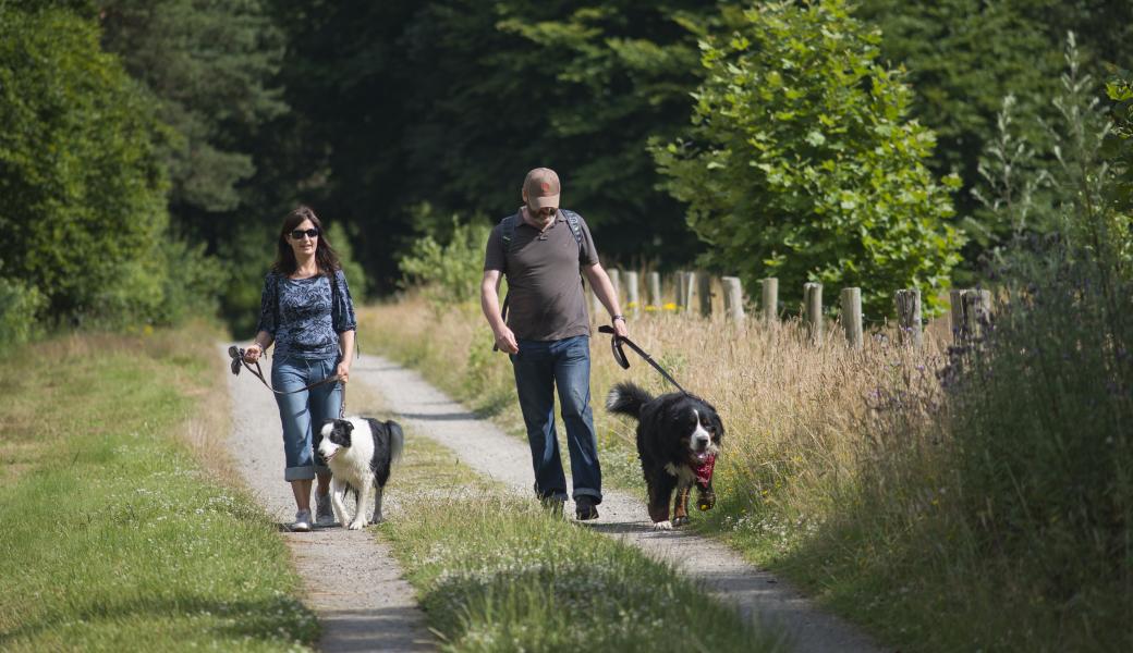 wandelaars met honden