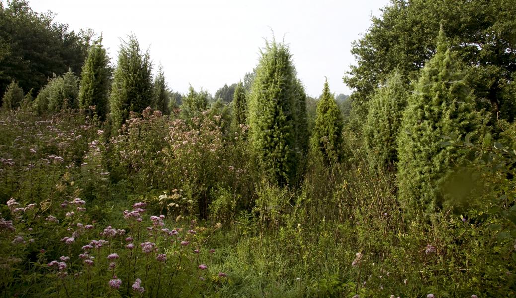 bloemen en planten
