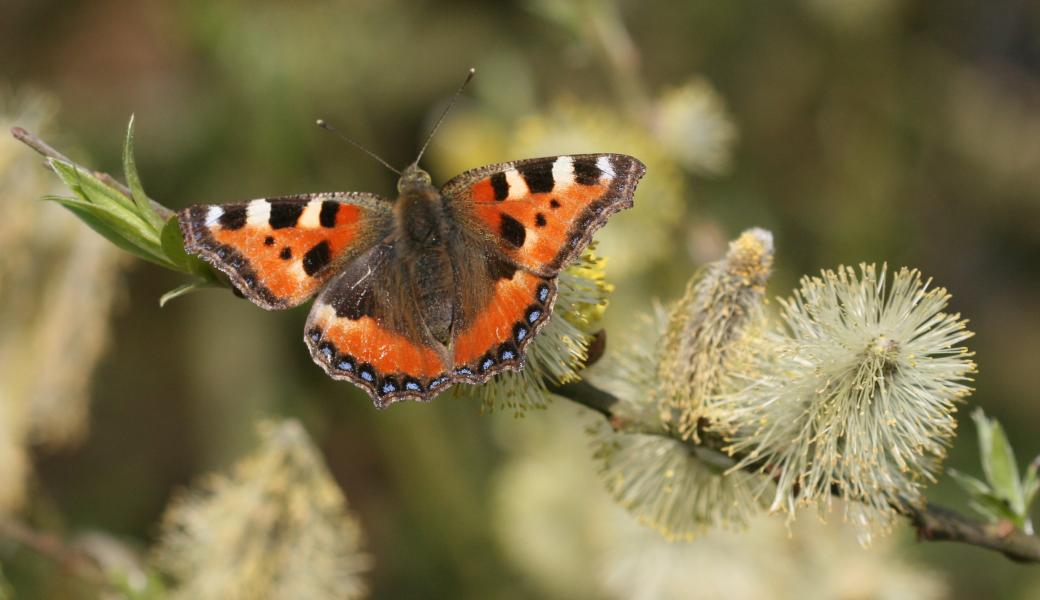 kleine vos (vlinder)