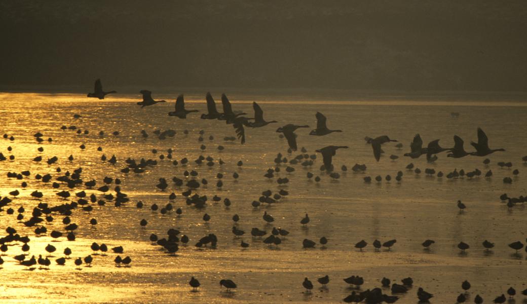 Natuurbeeld zonder beschrijving