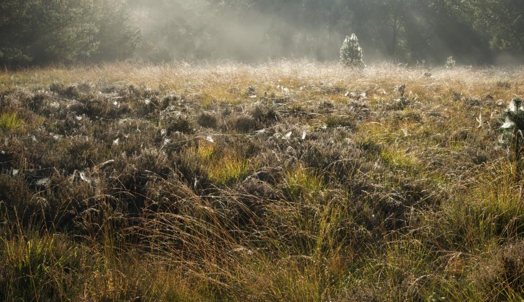 zicht op het graslandschap