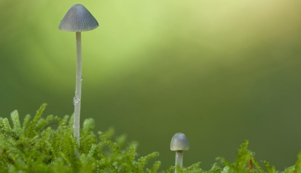 2 paddenstoelen tussen mos