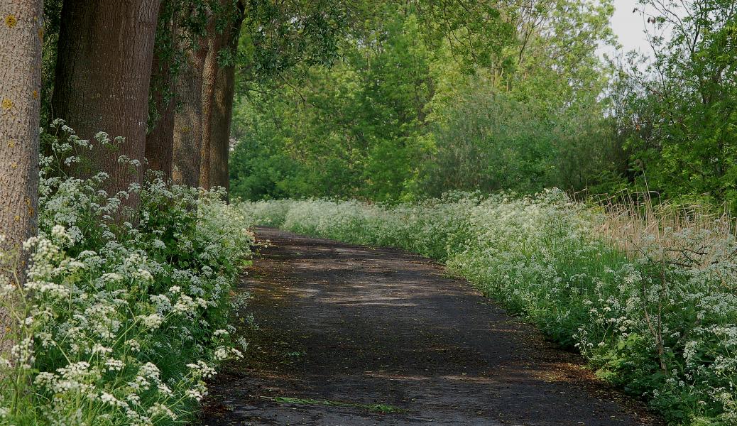 wandel- / fietspad
