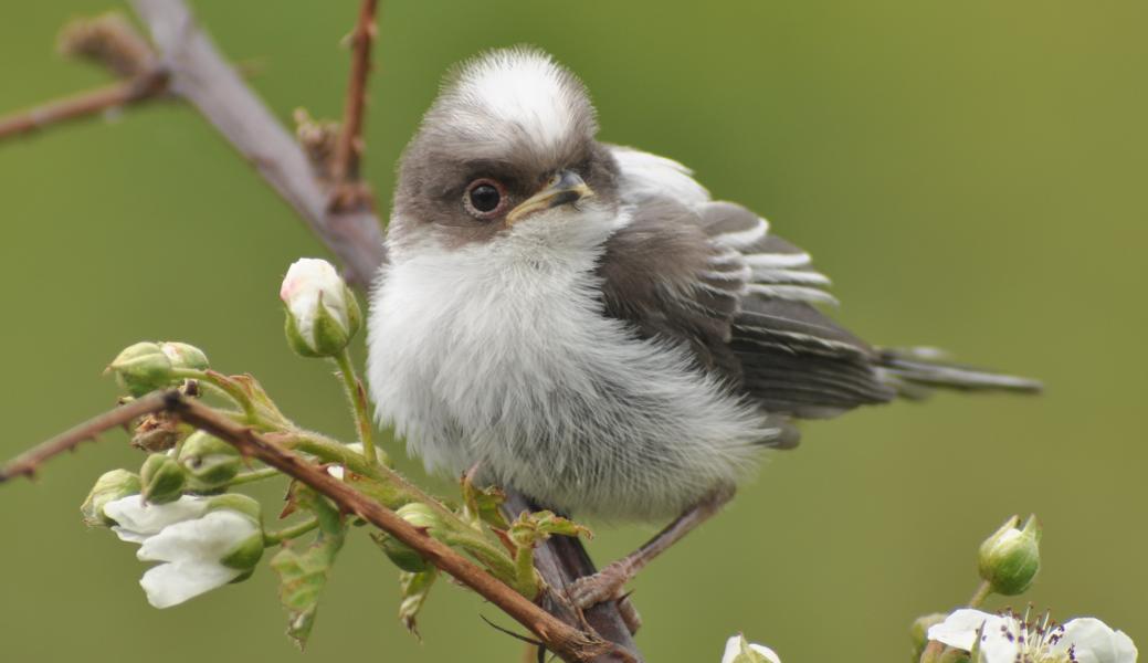juveniel staartmeesje