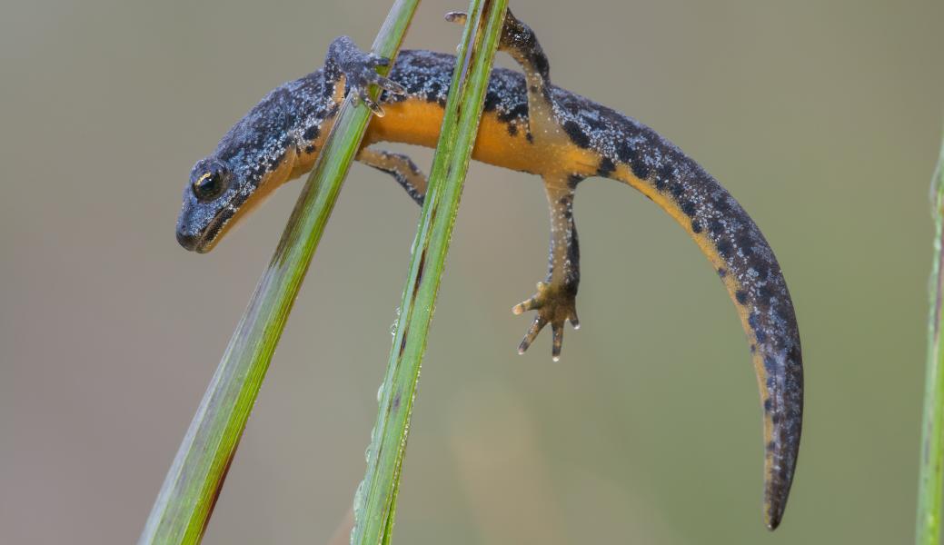 alpenwatersalamander