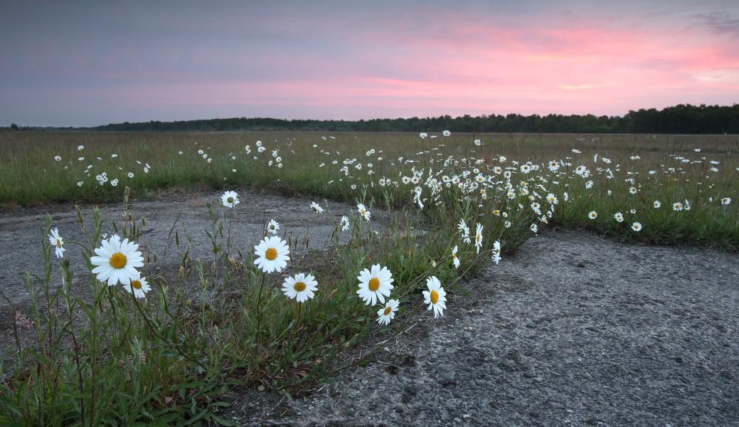 Vliegveld in bloei