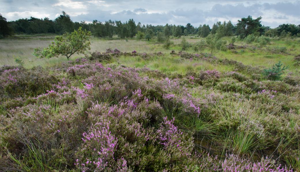 Landduinen met droge heide in Klein Schietveld 