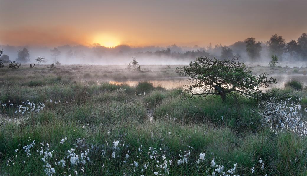 vennen met veenpluis in Klein Schietveld 