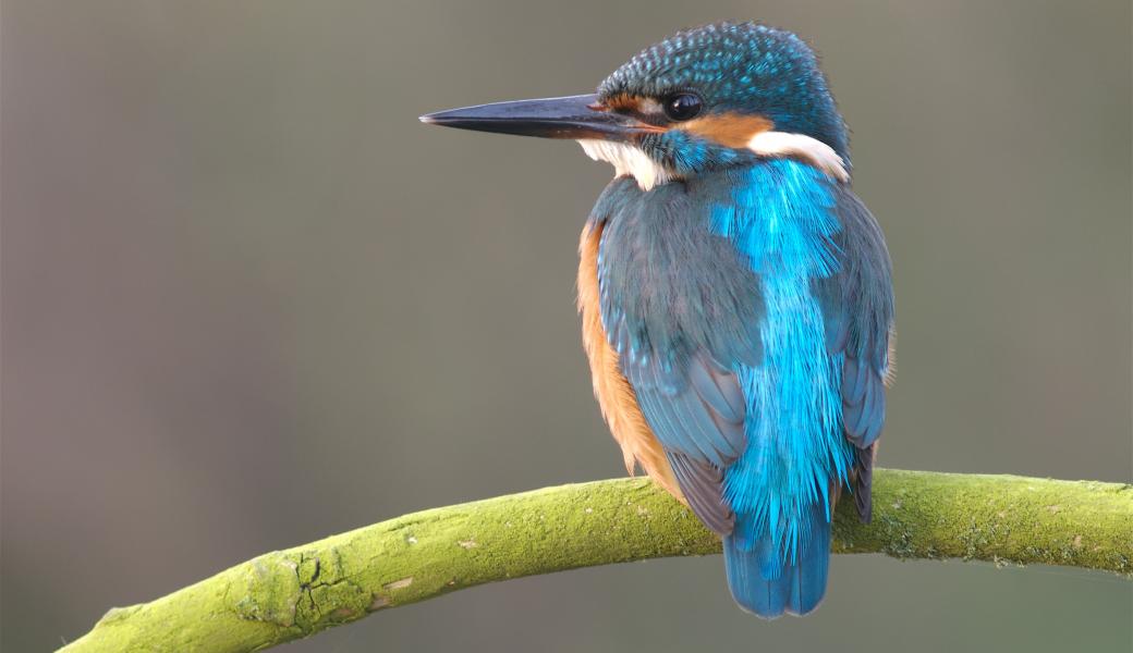 ijsvogel