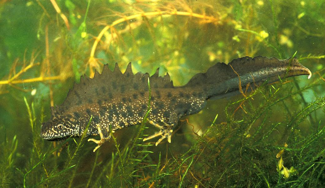 kamsalamander