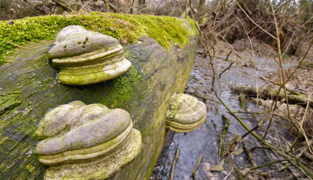 paddenstoelen op boomstam
