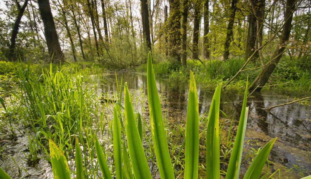 Natuurbeeld zonder beschrijving