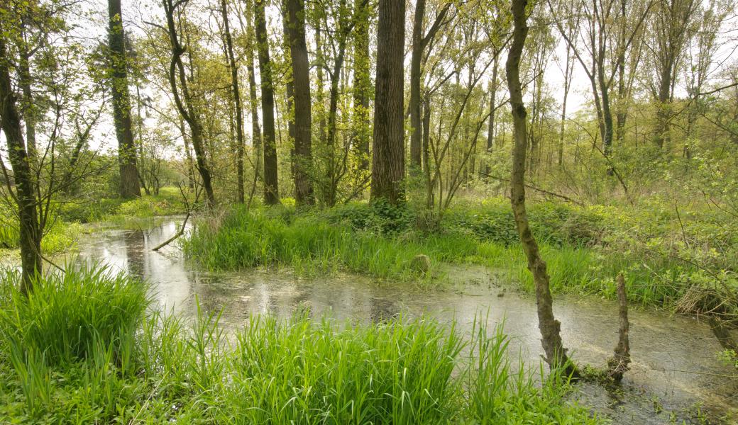 water in het bos