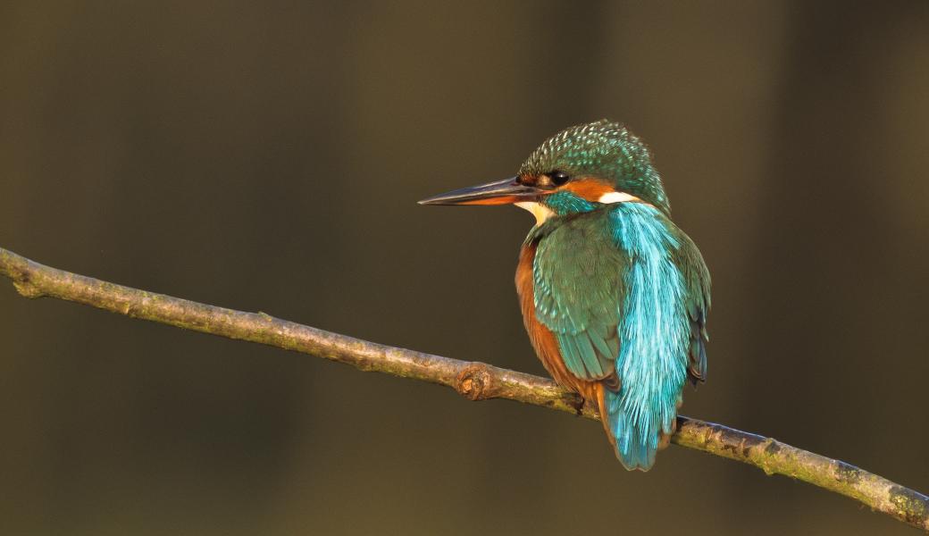 ijsvogel