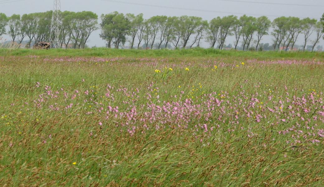 zicht op een een bloemrijk grasland