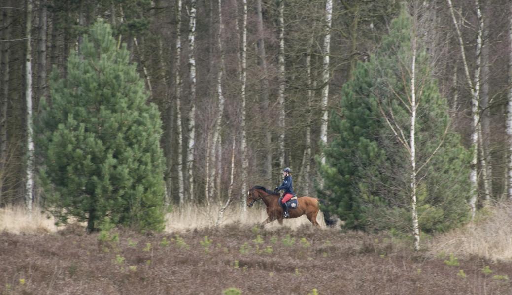 een ruiter in het landschap