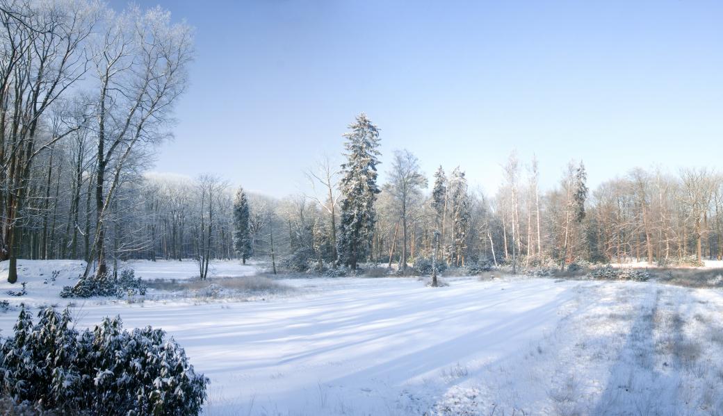 winter in het Mastenbos