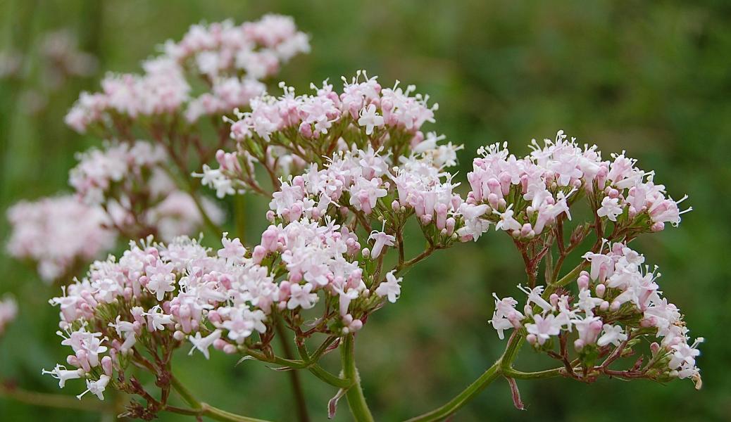 bloemen 