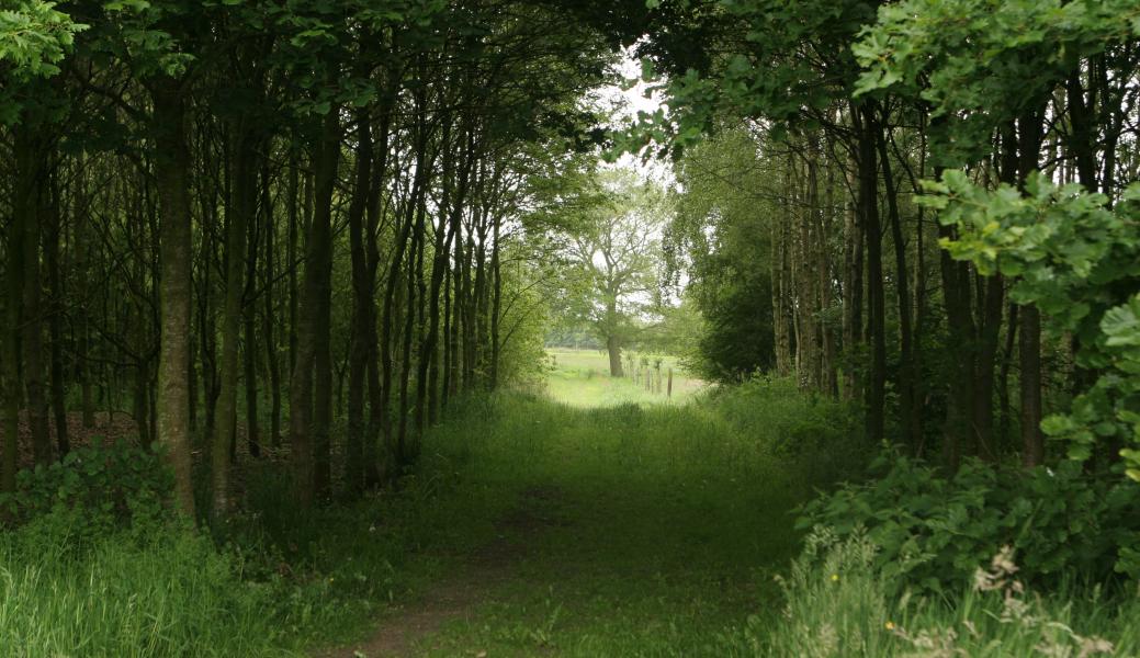 dreef in het bos