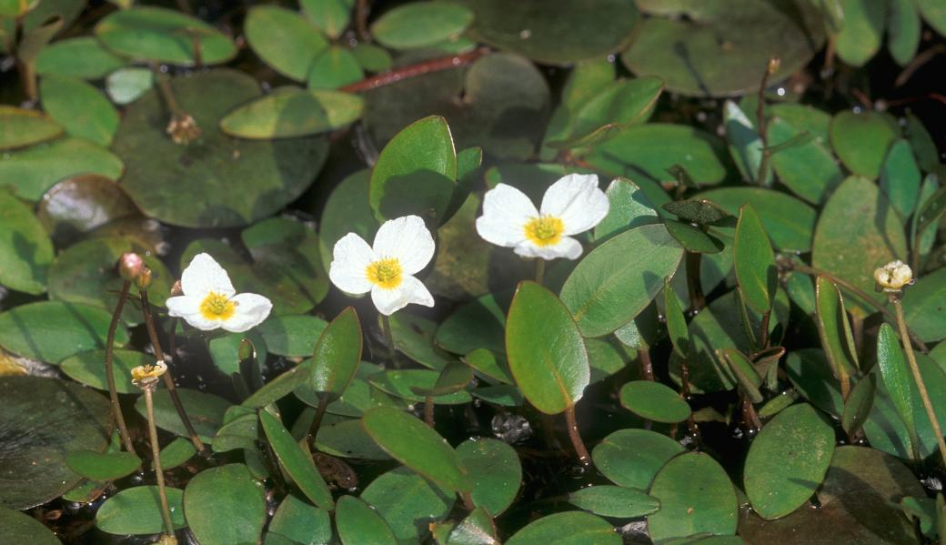 Drijvende waterweegbree