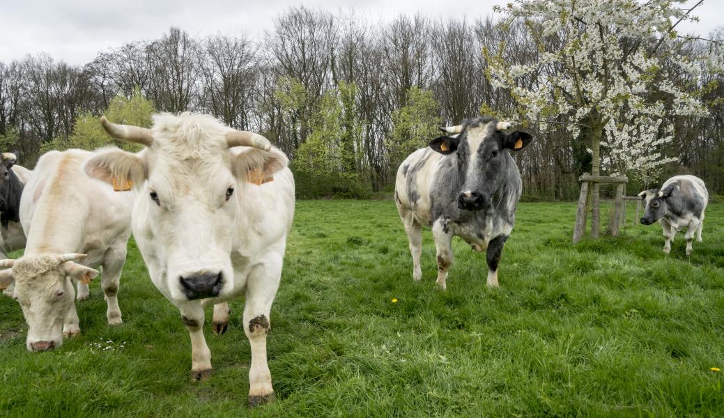 koeien in het landschap