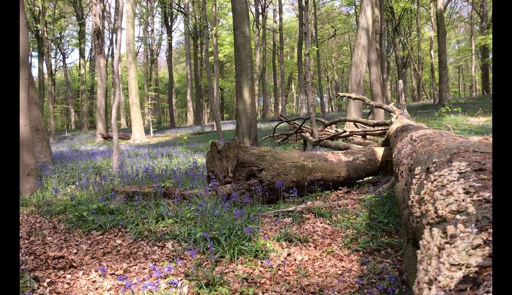 zicht in het bos