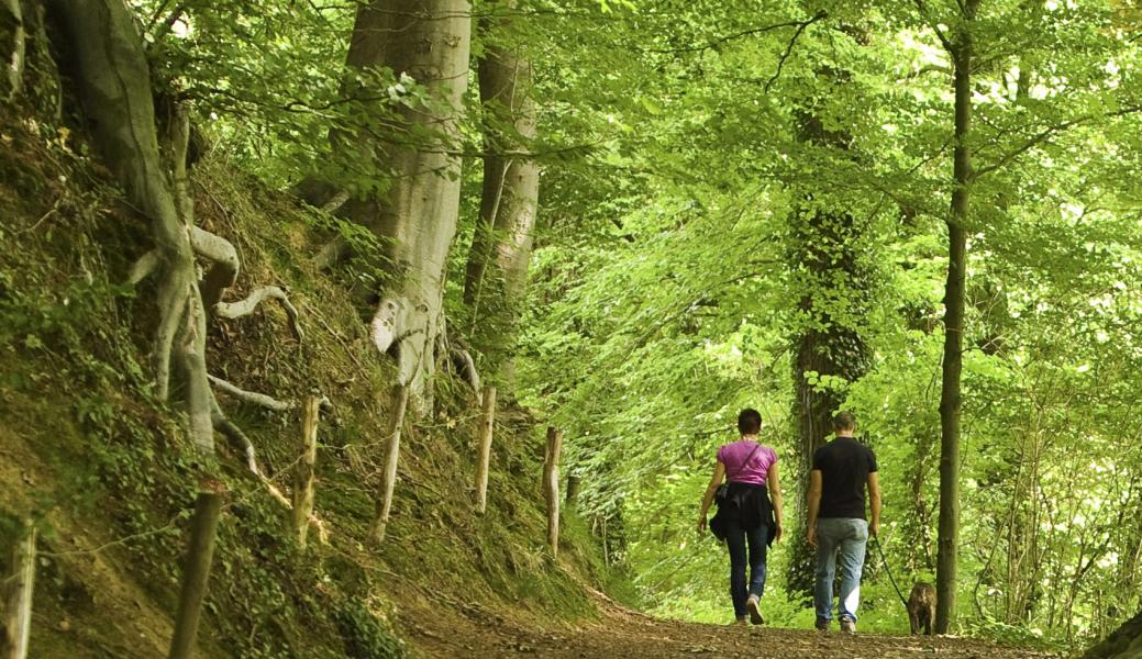 wandelaars in het bos