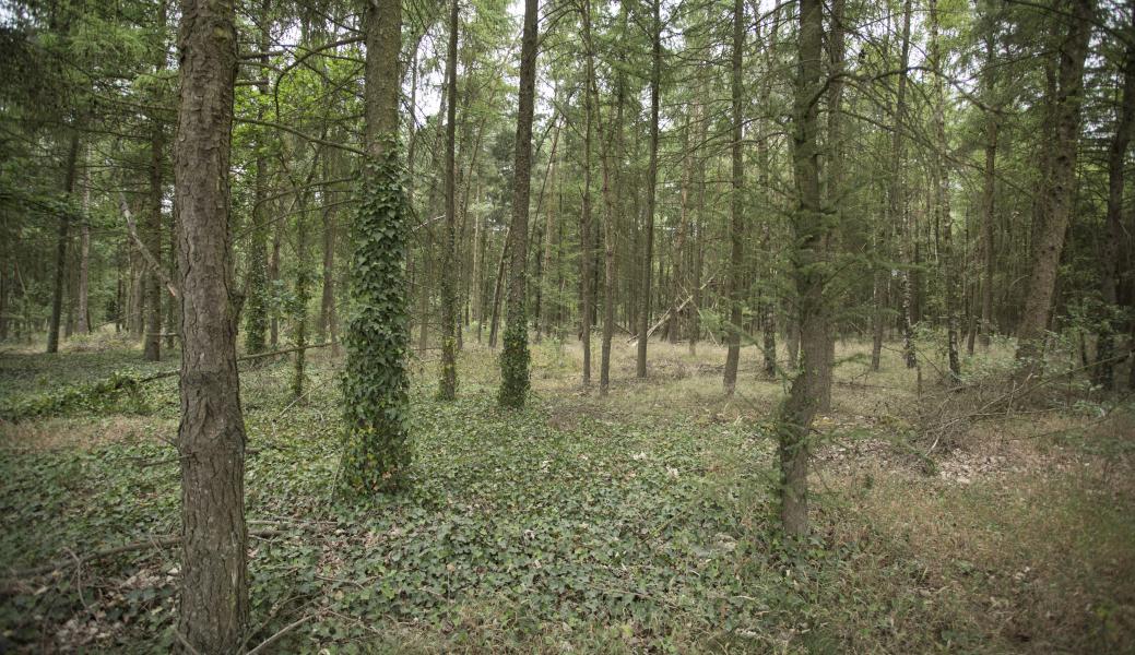 Postelse Bossen 