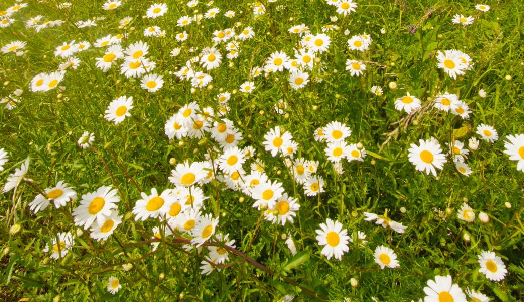 bloemenweide